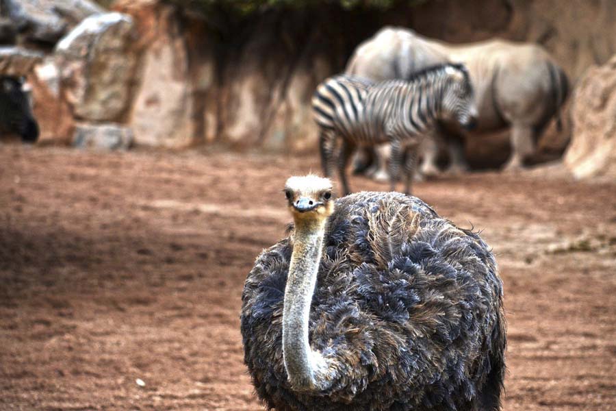 Come discover Bioparc: a respectful animal park or zoo in Valencia (Spain)