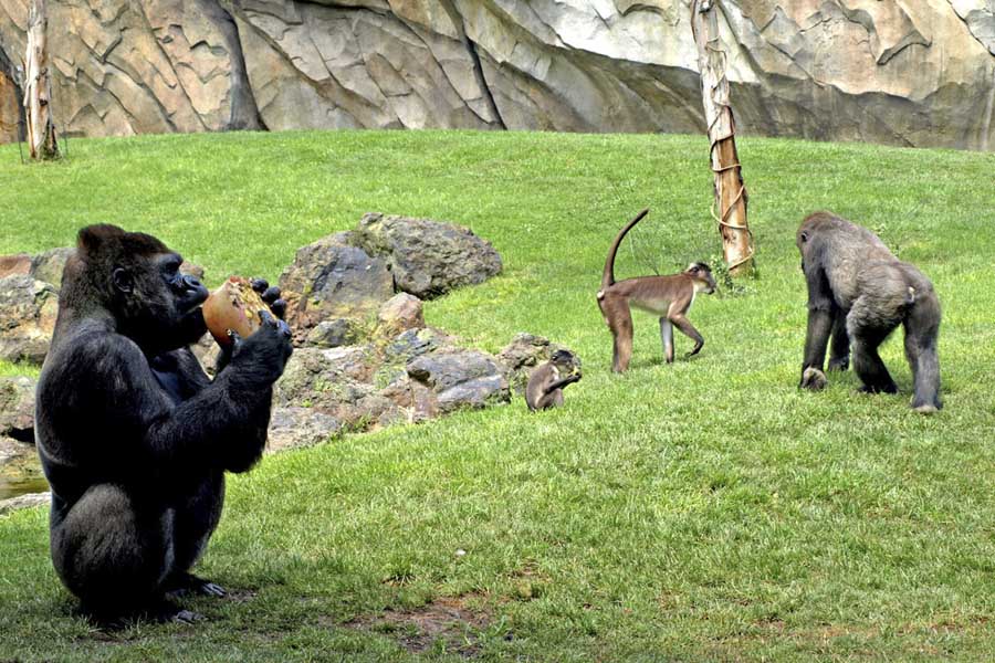 Bioparc: mucho más que un parque de animales en Valencia. 